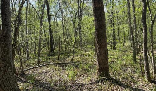 Photo #40 of  30.0 acres