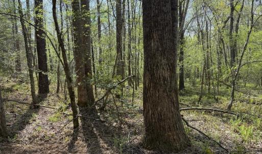 Photo #41 of  30.0 acres