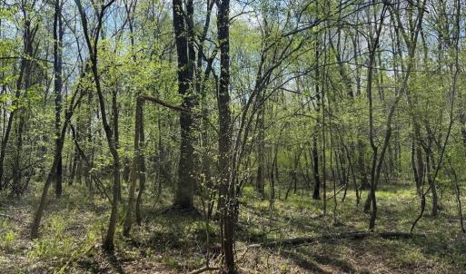 Photo #42 of  30.0 acres
