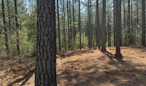 Photo #2 of  36.2 acres
