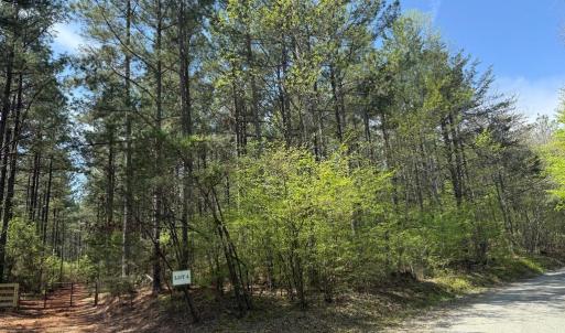 Photo #4 of  36.2 acres