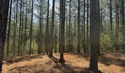 Photo #12 of  36.2 acres