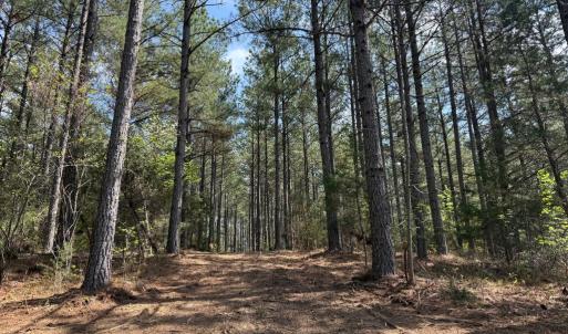 Photo #15 of  36.2 acres