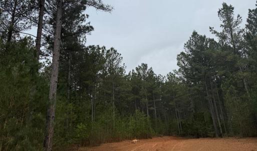 Photo #19 of  36.2 acres