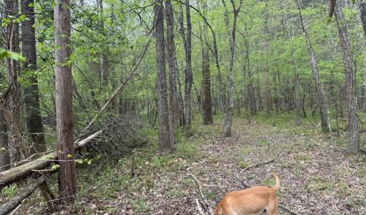Photo #27 of  36.2 acres