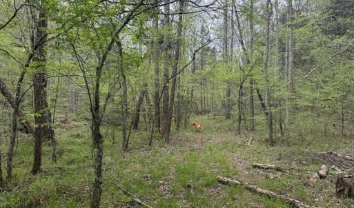 Photo #29 of  36.2 acres