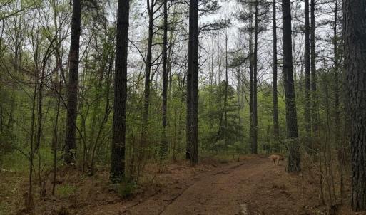Photo #34 of  36.2 acres