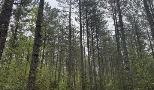 Photo #36 of  36.2 acres