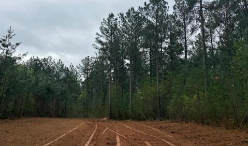 Photo #38 of  36.2 acres