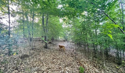 Photo #12 of DEER MOUNTAIN RD, FREDERICKSBURG, VA 5.3 acres