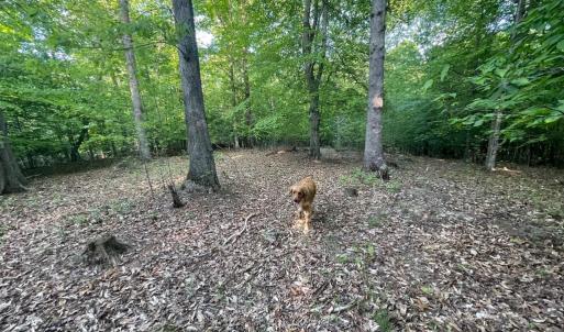 Photo #14 of DEER MOUNTAIN RD, FREDERICKSBURG, VA 5.3 acres