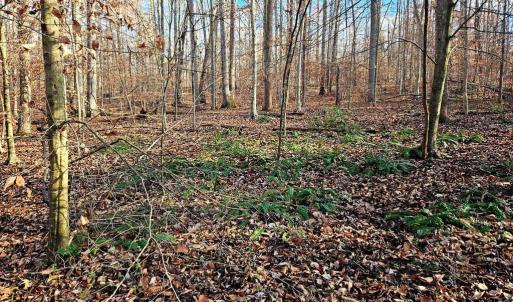 Photo #5 of WAUGH RD, UNIONVILLE, VA 30.8 acres