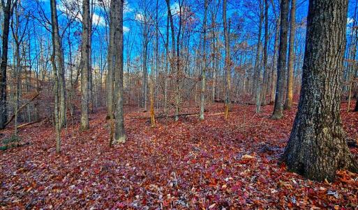 Photo #6 of WAUGH RD, UNIONVILLE, VA 30.8 acres