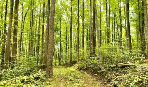 Photo #3 of STONY POINT PASS, KESWICK, VA 123.8 acres