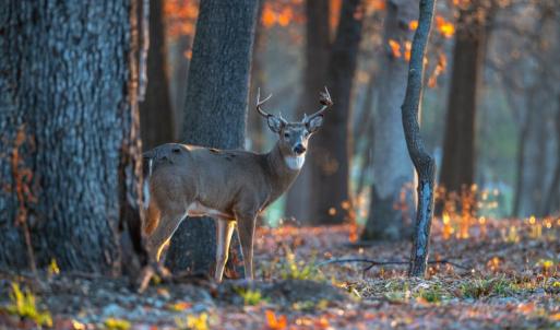 Photo #4 of STONY POINT PASS, KESWICK, VA 123.8 acres
