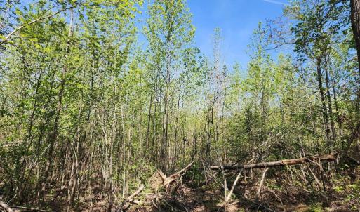 Photo #4 of MASSEY RD, SPOTSYLVANIA, VA 16.5 acres