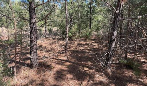 Photo #7 of  76.6 acres