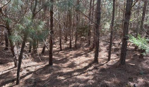 Photo #8 of  76.6 acres