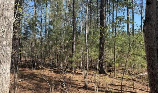 Photo #9 of  76.6 acres