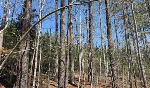 Photo #12 of  76.6 acres