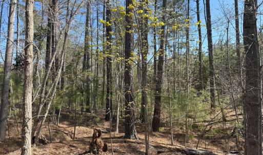 Photo #15 of  76.6 acres