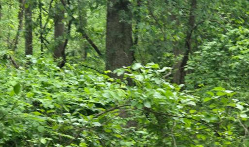 Photo #15 of 4127 HARDSCRABBLE, LINDEN, VA 13.2 acres
