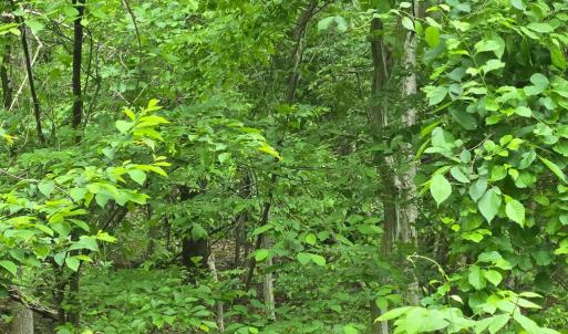 Photo #17 of 4127 HARDSCRABBLE, LINDEN, VA 13.2 acres