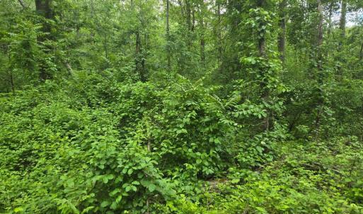 Photo #19 of 4127 HARDSCRABBLE, LINDEN, VA 13.2 acres