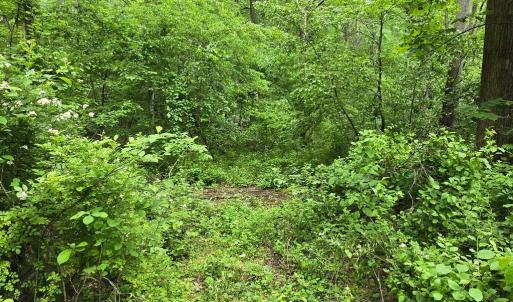 Photo #5 of 4127 HARDSCRABBLE, LINDEN, VA 13.2 acres