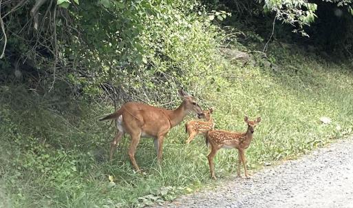 Photo #5 of LOT D45-49, STANLEY, VA 4.0 acres