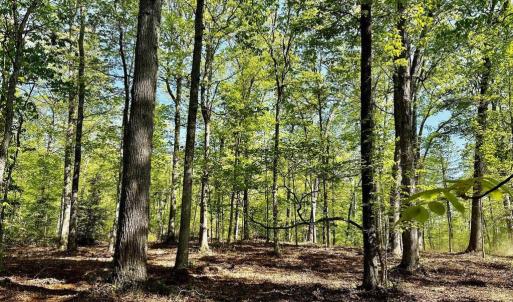 Photo #1 of TAPPS FORD RD, AMISSVILLE, VA 10.0 acres