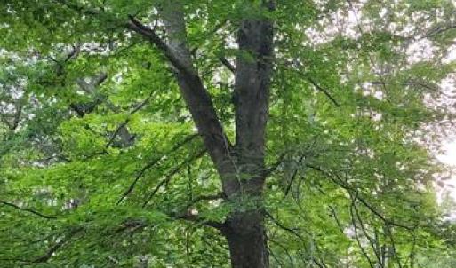 Photo #44 of 272 MOON SHADOW LN, LOUISA, VA 5.0 acres