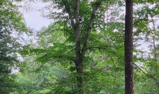 Photo #45 of 272 MOON SHADOW LN, LOUISA, VA 5.0 acres