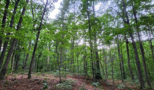 Photo #38 of 272 MOON SHADOW LN, LOUISA, VA 5.0 acres