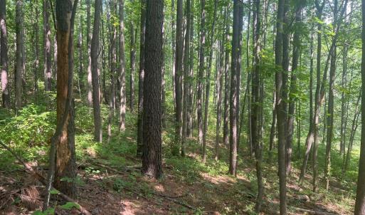 Photo #3 of THORNTON GAP CHURCH ROAD, SPERRYVILLE, VA 7.5 acres