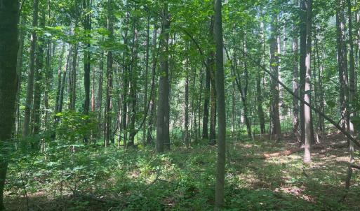 Photo #4 of THORNTON GAP CHURCH ROAD, SPERRYVILLE, VA 7.5 acres