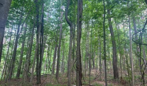 Photo #7 of THORNTON GAP CHURCH ROAD, SPERRYVILLE, VA 7.5 acres