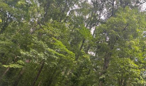 Photo #1 of MEANDER RUN ROAD, LOCUST DALE, VA 5.3 acres