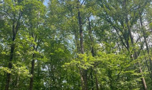 Photo #3 of MEANDER RUN ROAD, LOCUST DALE, VA 5.3 acres
