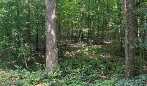 Photo #4 of MEANDER RUN ROAD, LOCUST DALE, VA 5.3 acres