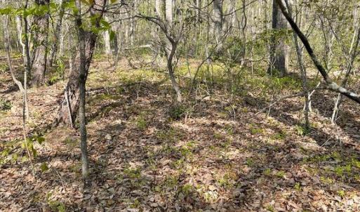 Photo #11 of 13323 BLACK MEADOW RD, SPOTSYLVANIA, VA 5.1 acres