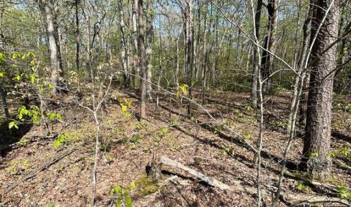 Photo #16 of 13323 BLACK MEADOW RD, SPOTSYLVANIA, VA 5.1 acres