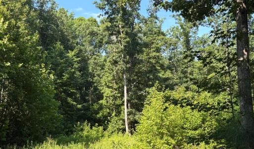 Photo #4 of 23 TAYLOR RD, LOUISA, VA 11.8 acres