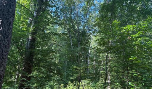 Photo #7 of 23 TAYLOR RD, LOUISA, VA 11.8 acres