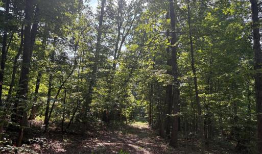 Photo #6 of 23 TAYLOR RD, LOUISA, VA 11.8 acres