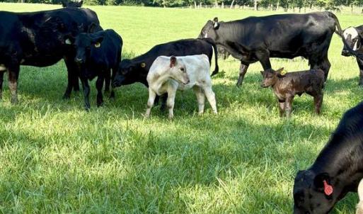 Photo #7 of ROCK MILLS RD, WOODVILLE, VA 6.7 acres