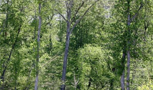 Photo #17 of OLD APPLE GROVE RD, MINERAL, VA