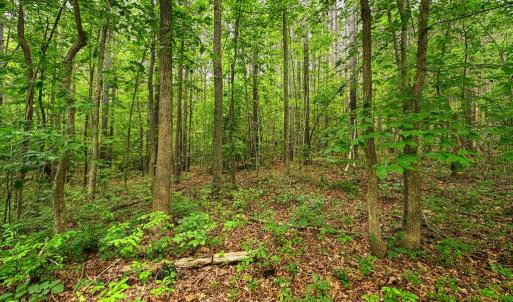 Photo #4 of JOHNSON RD, MINERAL, VA 14.0 acres