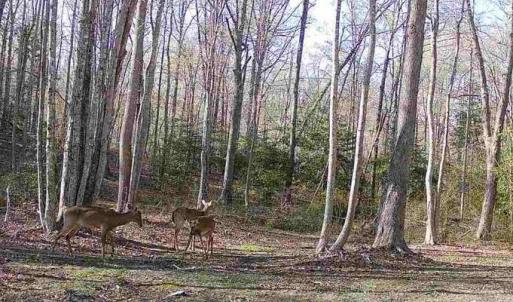 Photo #28 of JOHNSON RD, MINERAL, VA 14.0 acres