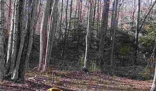 Photo #29 of JOHNSON RD, MINERAL, VA 14.0 acres